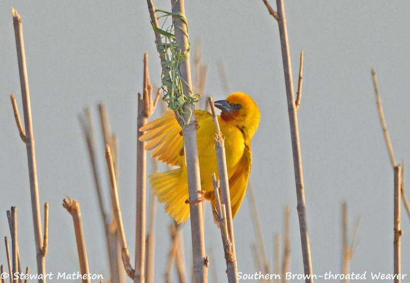 Southern Brown-throated Weaver