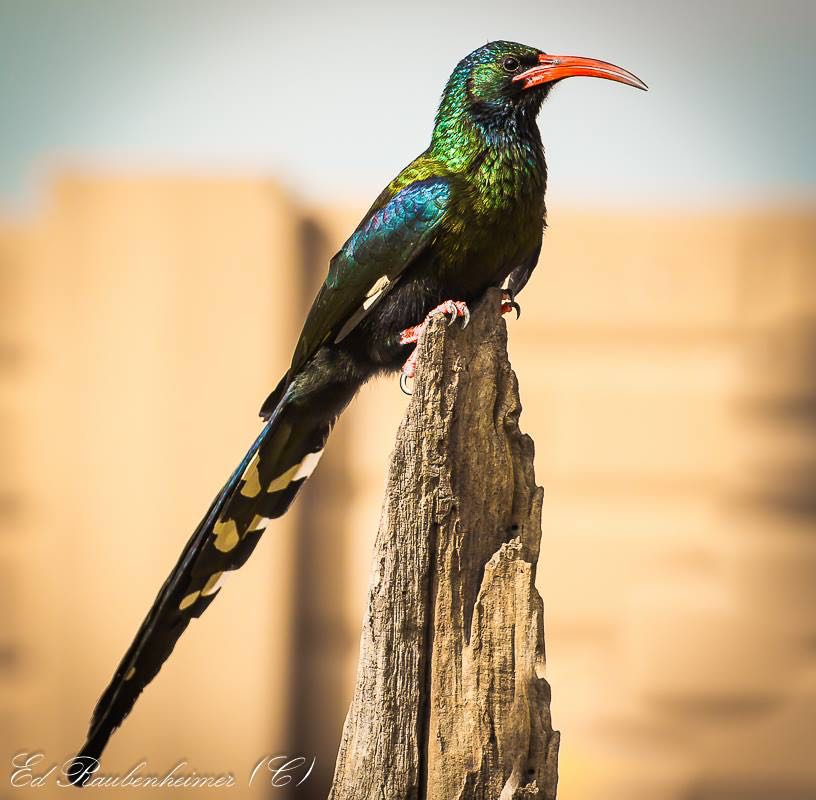 Green Wood Hoopoe