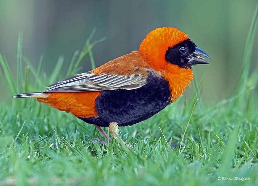 Southern Red Bishop