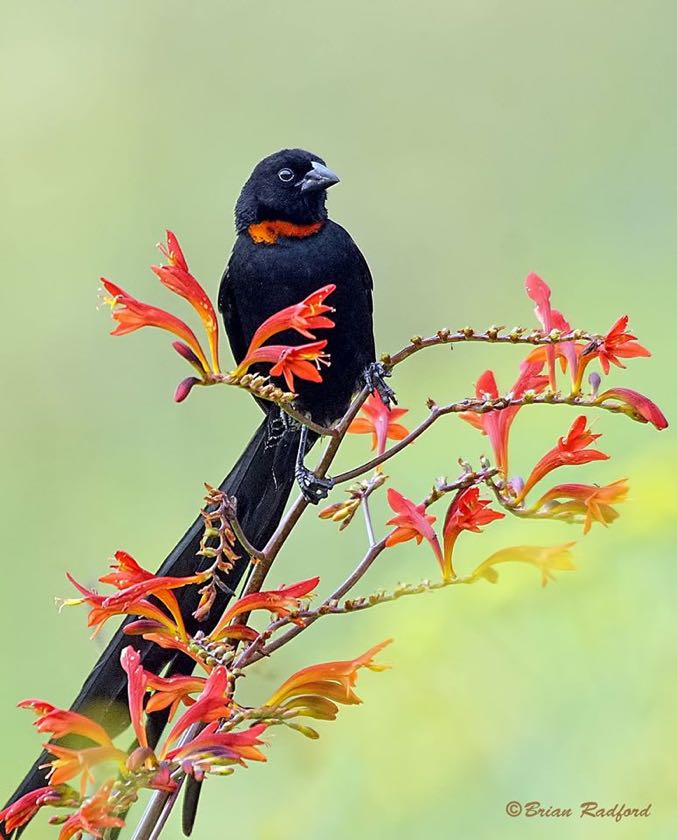 Red-collared Widowbird