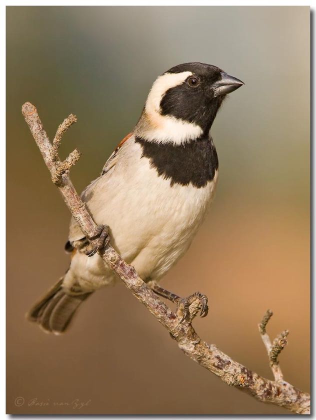 Cape Sparrow