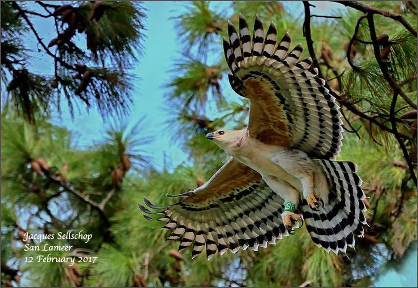 5 months old female juvenile Crowned Eagle
