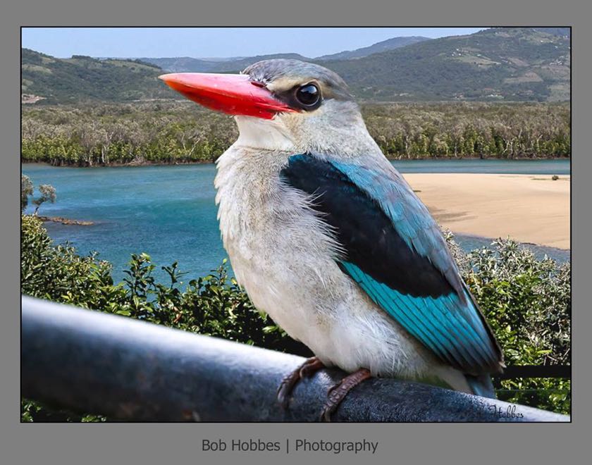 Mangrove Kingfisher