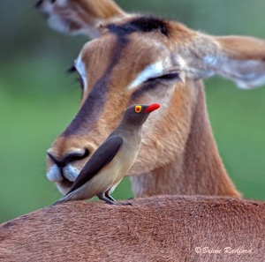 Red-billed Oxpecker