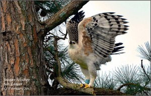 Crowned Eagle