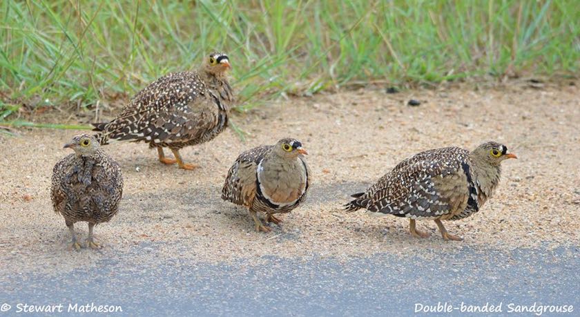 Double-banded Sandgrouse family
