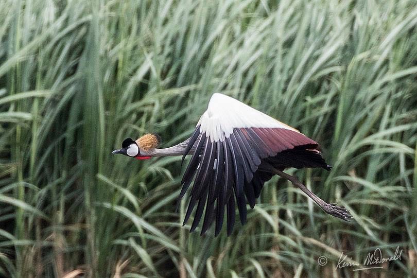 Grey Crowned Crane