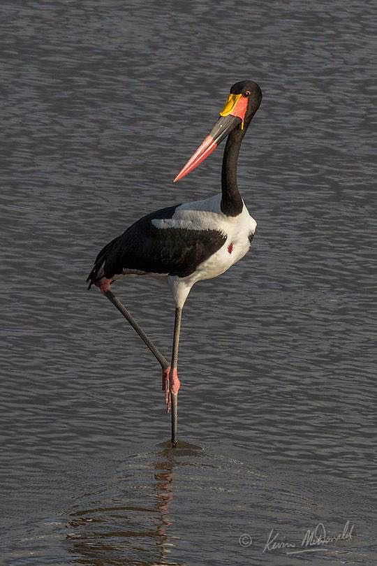 Saddle-billed Stork