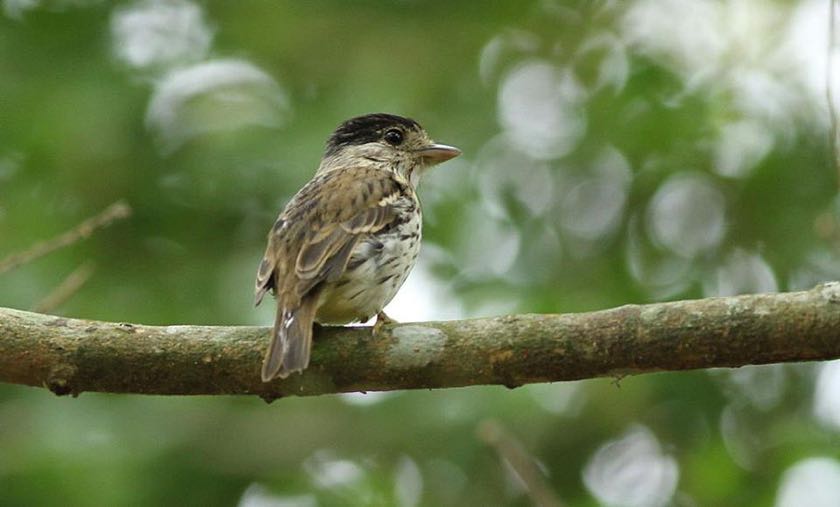 African Broadbill