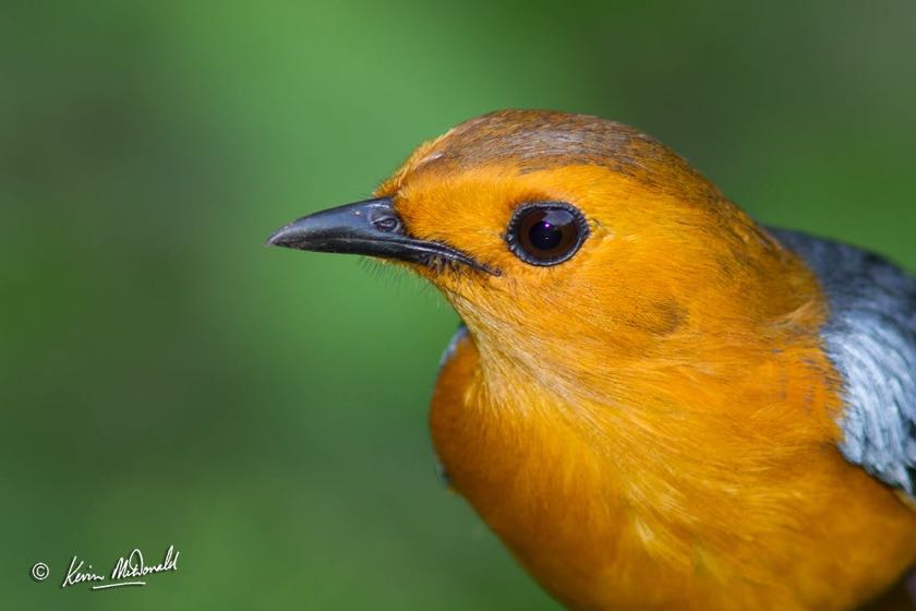 Red-capped Robin-Chat