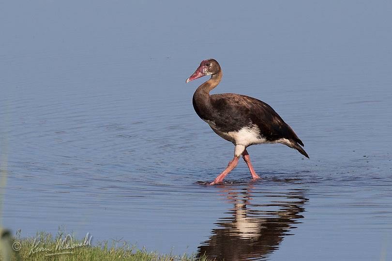 Spur-winged Goose