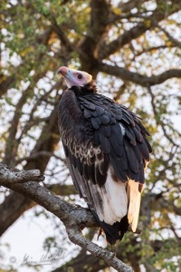 White-headed Vulture