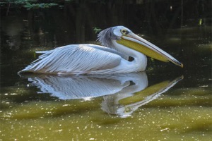 Pink-backed Pelican