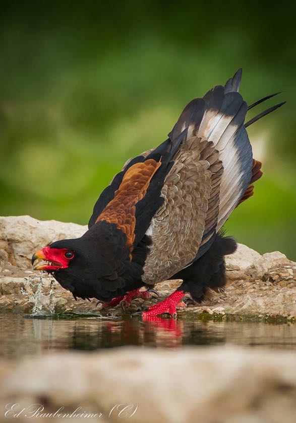 Bateleur drinking