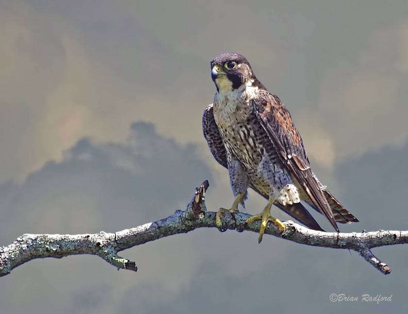 Peregrine Falcon