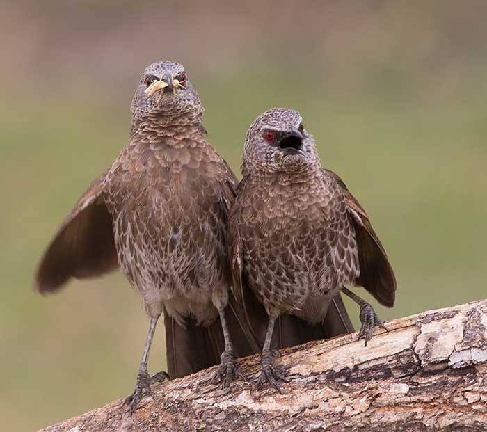 Hartlaub's Babbler