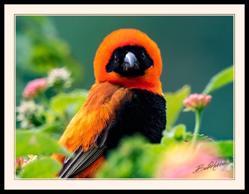 Southern Red Bishop