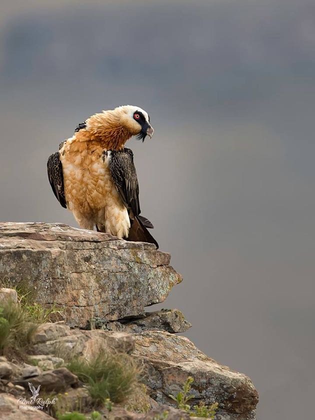 Bearded Vulture