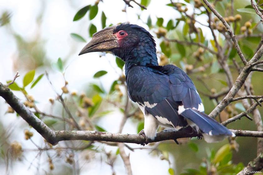 Trumpeter Hornbill