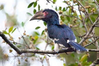 Trumpeter Hornbill