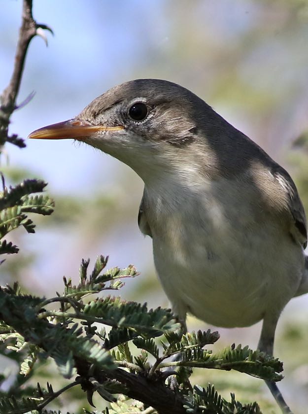 Olive-tree Warbler