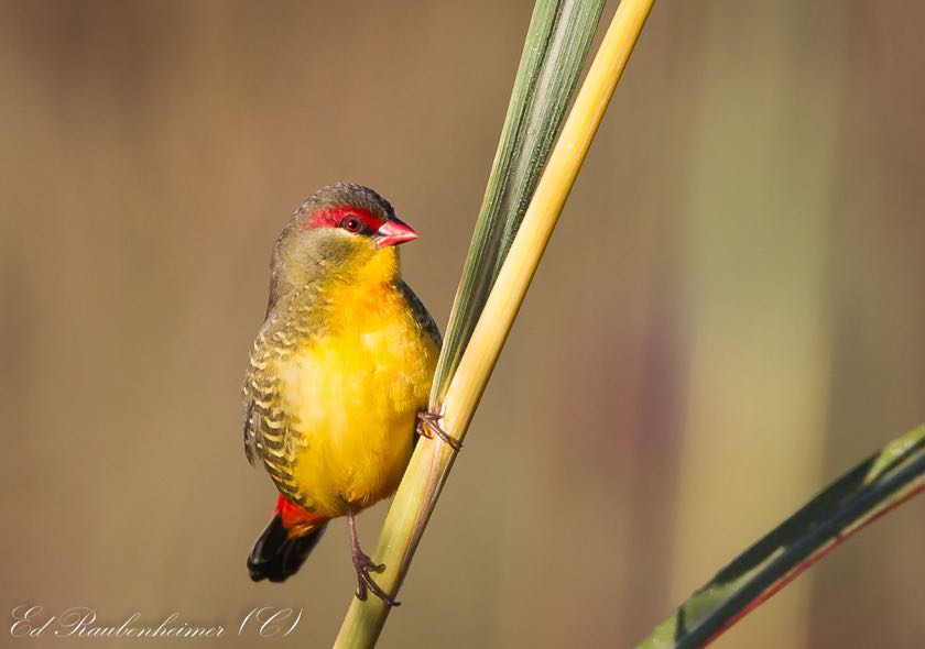 Orange-Breasted Waxbill