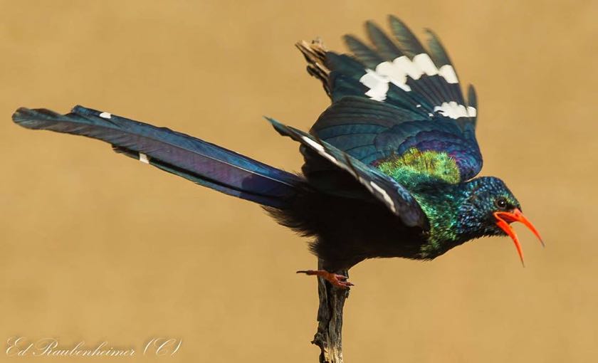Green Wood Hoopoe