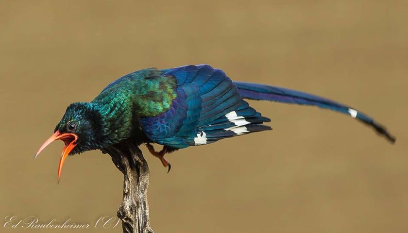 Green Wood Hoopoe