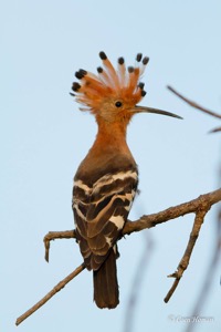 African Hoopoe