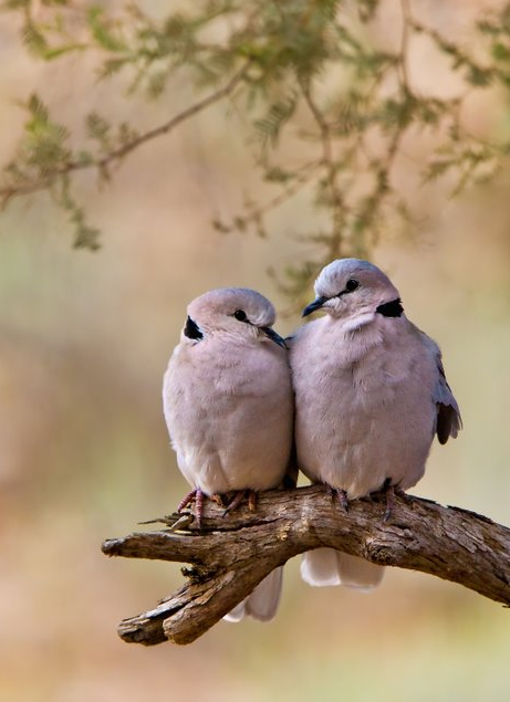 Ring-necked Dove