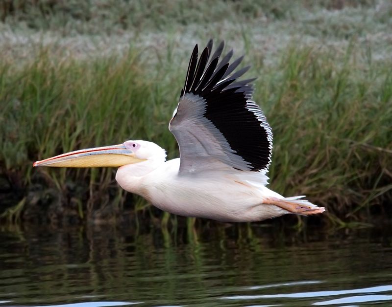 Great White Pelican