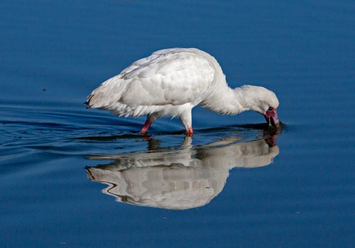 African Spoonbill