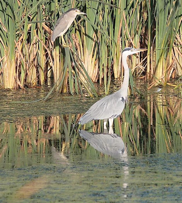 Black-crowned Night-Heron and Grey Heron