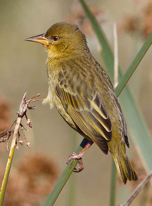 Cape Weaver female