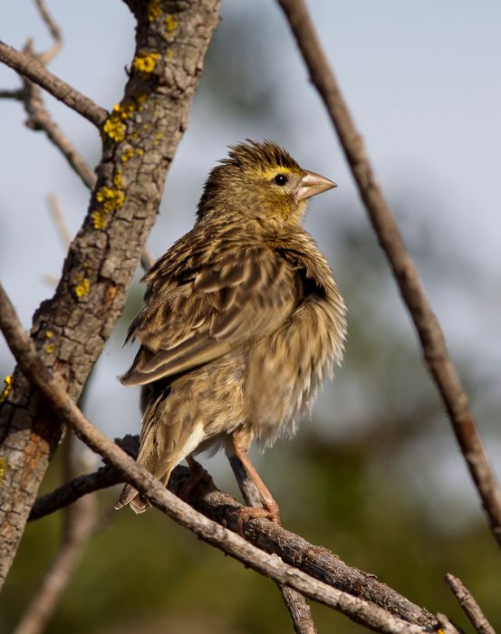 Southern Red Bishop nonbreeding