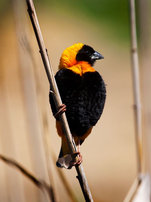 Southern Red Bishop