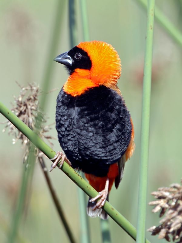 Euplectes orix