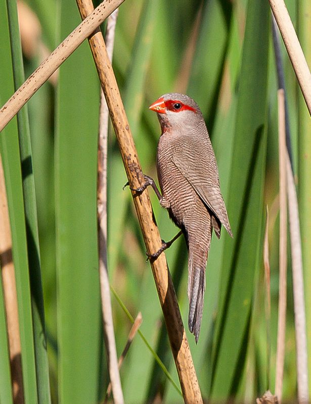 Common Waxbill