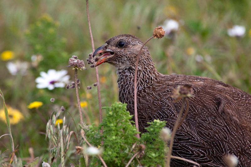 Cape Spurfowl