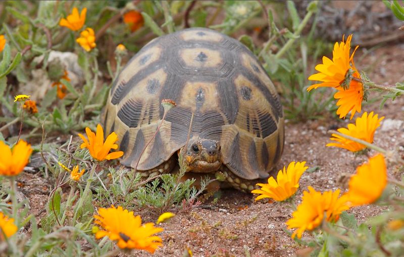 Angulate Tortoise