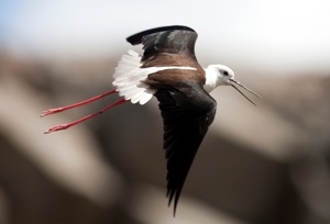 Black-winged Stilt