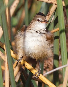 Lesser Swamp-Warbler