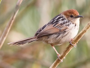 Levaillant's Cisticola