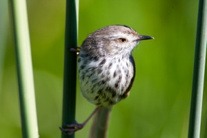 Karoo Prinia