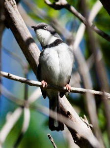 Bar-throated Apalis