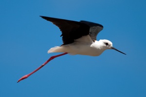 Himantopus himantopus