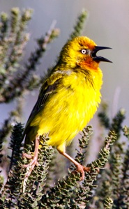 Cape Weaver