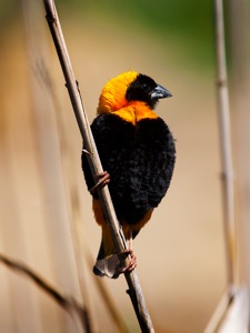 Southern Red Bishop