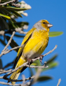 Cape Canary