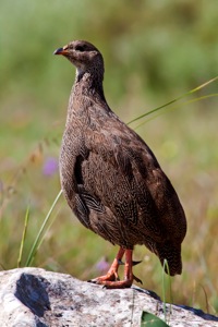 Kapfrankolin